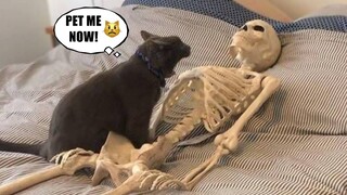 Funniest Pets of 2021 😂 - Cutest Animals Ever | Fluff Planet