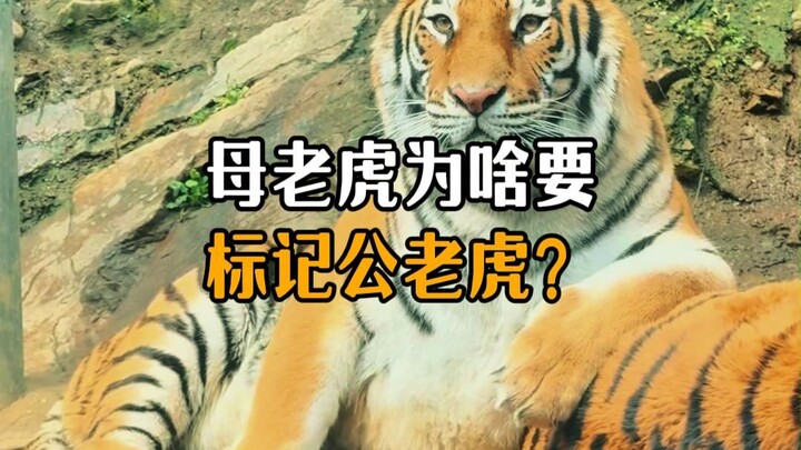 Why does the tigress mark the male tiger?
