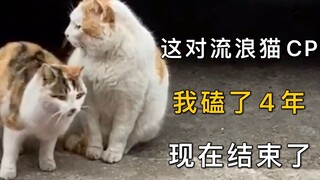 这对流浪猫CP，我磕了4年，现在结束了