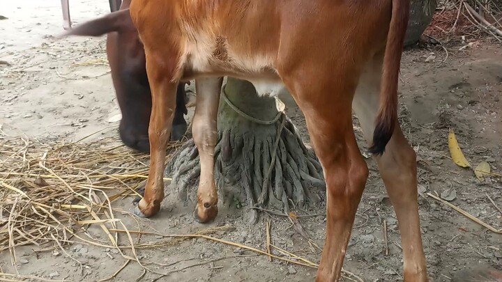 ইয়ন,জেনেটিক্স এর শাহীওয়াল বাছুর, বুল নাম্বার ৭০১৭।