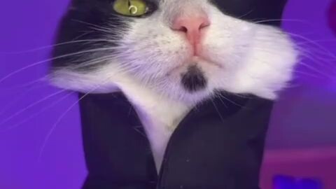 cat into anime hahahha