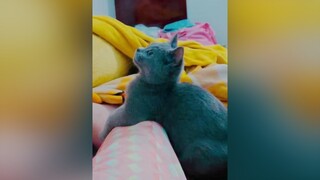 Trộm vía cu cậu 3 tháng 1,5 cân mèoanhlôngngắn meocute mèo thucung cat SummerBeauty summerbeautyproducts AnCungTiktok SongKhoe247