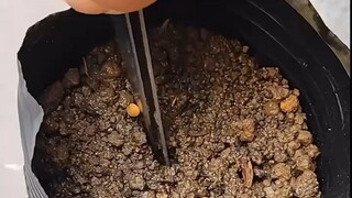 你知道茄子是怎么育苗的吗