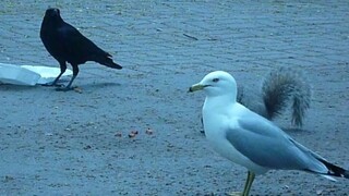 Semua orang hanya ingin mendapatkan kentang goreng tepat waktu kok