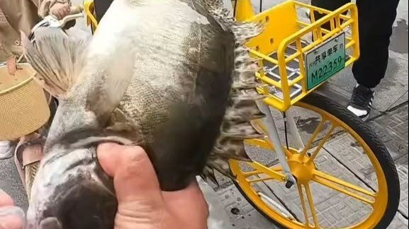 Spent 388 on a fishing ticket and reeled in a whole crate of giant mandarin fish—selling them for 40