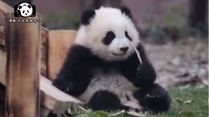 Panda raksasa Qi Yi: Sudah ketahuan, aku akan duduk dengan lebih tegap; aku ini benar-benar si berua