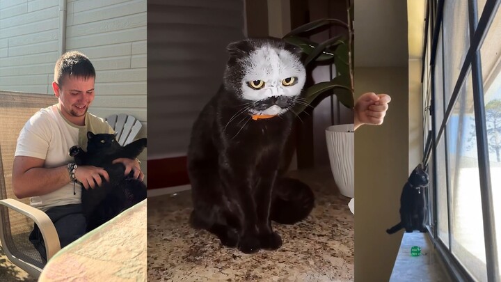 A Collection of the Black-and-Orange Cat's Confusing Behaviors