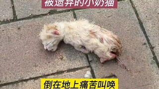 A tiny kitten abandoned by its mom right after birth has transformed into a charming little princess