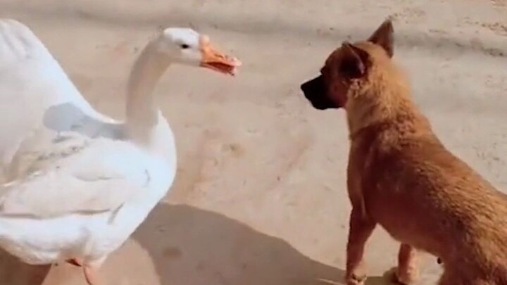 If you're not from Northeast China, you won't understand these Northeastern slang terms.