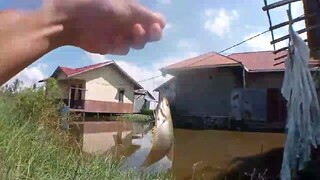 Seru Banget..!! Mancing Ikan Sepat Umpan Lumut