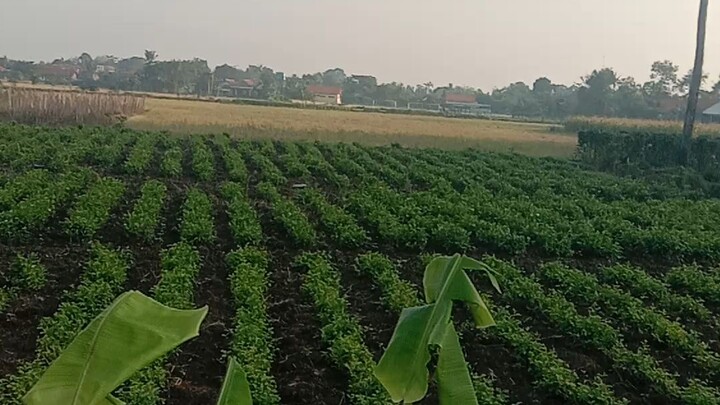 Wibu ayo joging dunia indah diluar sana, jangan rebahan Mulu😂