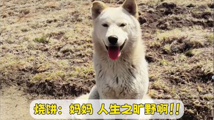 Baked Bun: Mom, life is so wild!!!