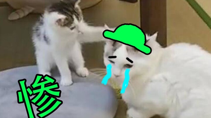 Làm sao để lừa mèo mẹ cho con nhà khác bú? Cặp đôi nhan sắc hóa ra lại nuôi lớn cả con của người khá