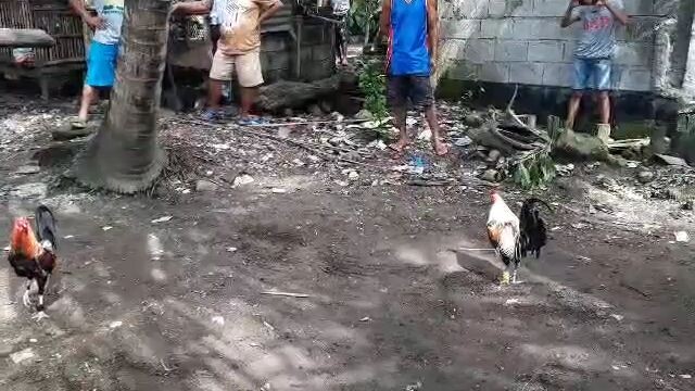 2nd fight win ulet mga par talisayin manok natin🤌💵