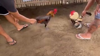 melsim grey and Sbr of Aaron Gf