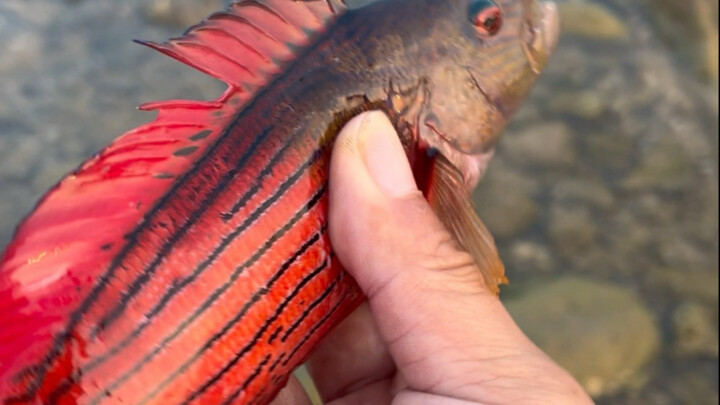 小宇赶海抓鱼的暴躁瞬间