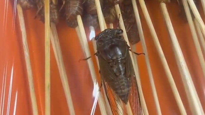 Attack on Titan Despair Edition. Cicada: Later I learned that the cicada's chirping was not only the