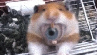 Shocking—this actually appeared in the hamster's mouth!
