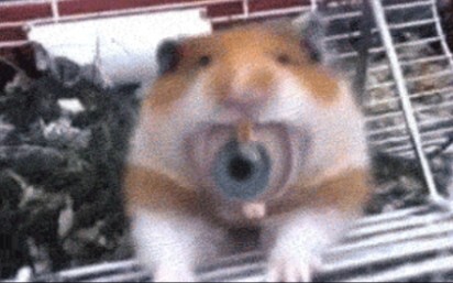 Mengejutkan, ternyata muncul ini di mulut hamster!