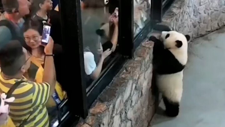 Fans of national treasures, the most dedicated giant pandas in history, tourists: the tickets are wo