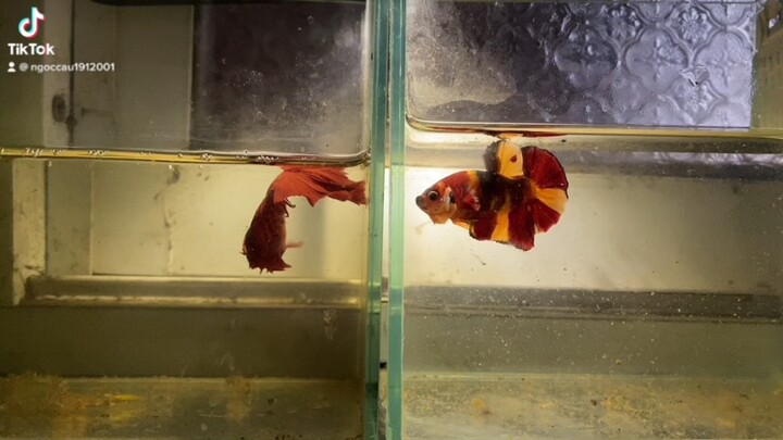 Ngắm cá thôi ae ơi