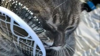 🐱: เหล่าเติ้ง ทำไมคุณไม่เอาของดีๆ ออกไปก่อนหน้านี้ล่ะ?