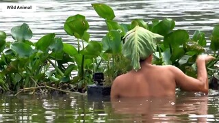 Lội Sông Bắn Cò _ Stork Hunting _ 5