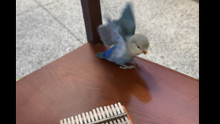 นกแก้วอายุ 2 เดือน ควรได้รับการฝึกสอนตั้งแต่เนิ่นๆ