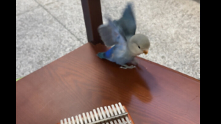 Burung beo berusia 2 bulan sebaiknya segera diajari.