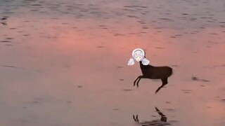 【雫るる】“我们用狍子来形容聪明”“哦那大家都像狍子”