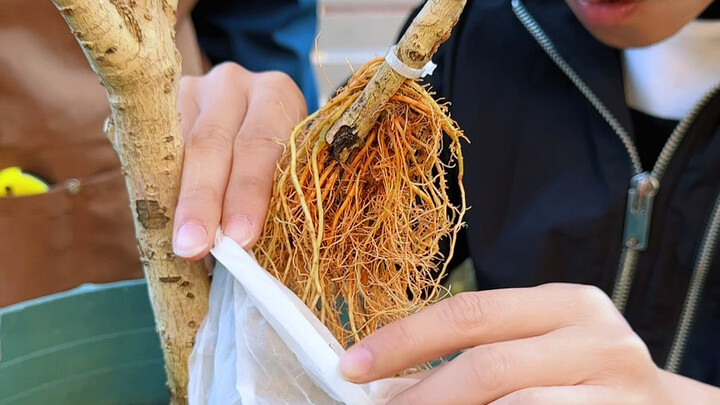 Tissue High-Pressure Method