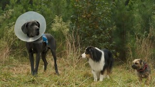 Strays - Watch full movie : link in Description