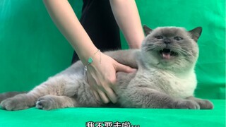 一碰就叫的小猫咪