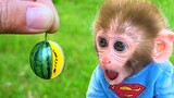 Monkey Baby Bon Bon washes clothes in the toilet and eats melons with puppy in the garden