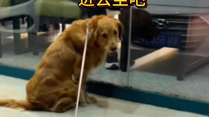 Gouzi: You useless guy, go home first.