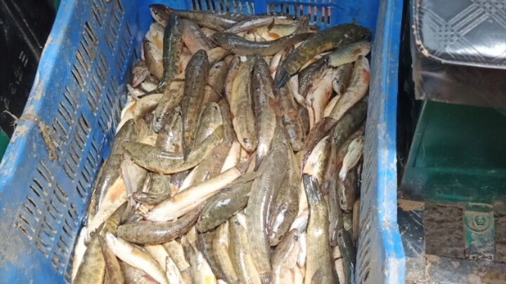 Desi Fish Sell.