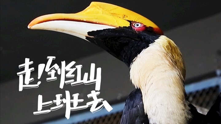 【قاعة طيور الرفراف】 كيف يكون شعورك عندما تطاردك طيور ضخمة يزيد طولها عن متر؟