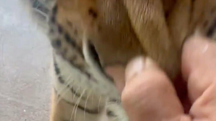 Pulling the tiger’s nose makes it howl in pain.