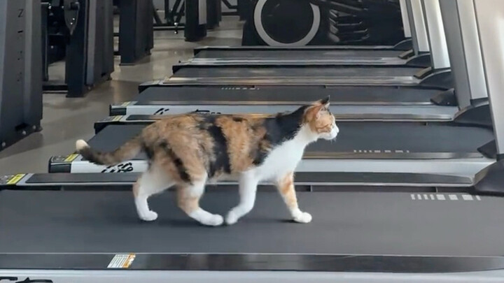 At the gym, you can even spot a disciplined little cat.