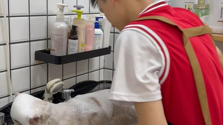 Chăm sóc và tắm rửa cho mèo bengal khổng lồ