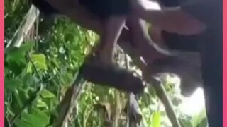 para titan bergelatungan. 😂
