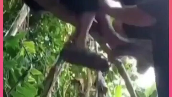 para titan bergelatungan. 😂