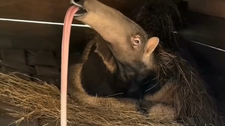 ตัวกินมดในสวนสัตว์กินอะไรบ้าง?