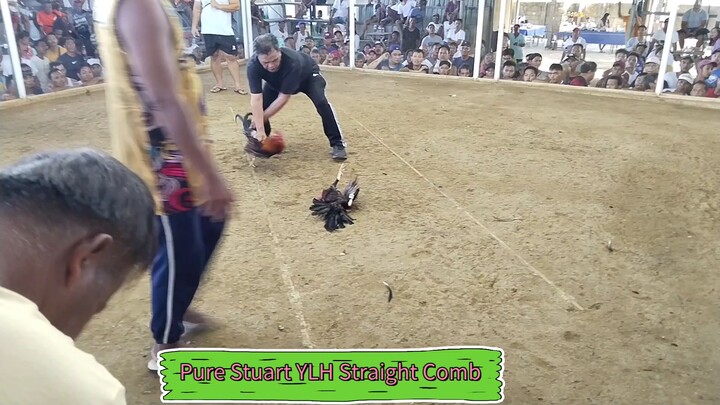 Pure Stuart YLH Straight Comb. (nov. 23, 2025) 2 hits ulutan