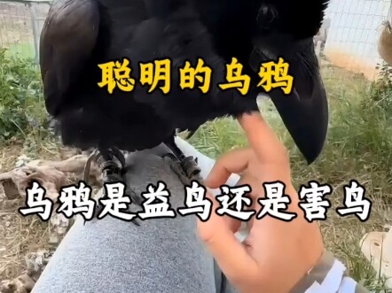 Are smart crows actually beneficial or harmful birds? #Crow