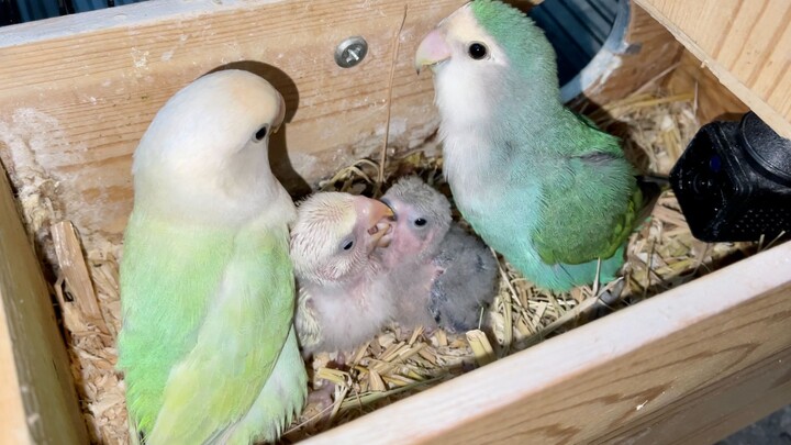 Little green egg learns to talk and whistle, so cute!