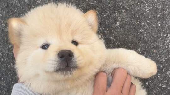 Sorry, the puppy was just too cute—I couldn’t help drooling!