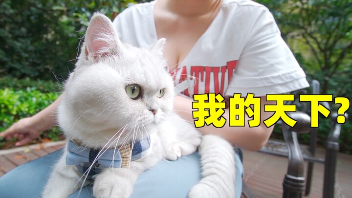 Apakah kucing juga punya konsep pasangan? Sang pemilik mengajak pasangan kucingnya jalan-jalan, perb
