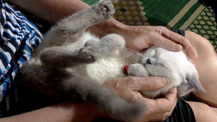 Kitten sleeps like a real baby hug by Grandma - Hyma Bear the Cat is super CUTE Милый котик 귀여운 고양이