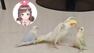 你这不欺负老实鸟吗！